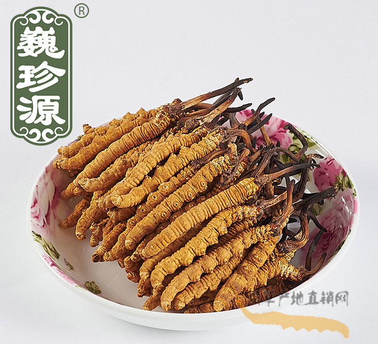 冬虫夏草是虫还是草,冬虫夏草是植物还是动物虫子,冬虫夏草与冬虫草的区别,虫草与冬虫夏草有区别什么区别