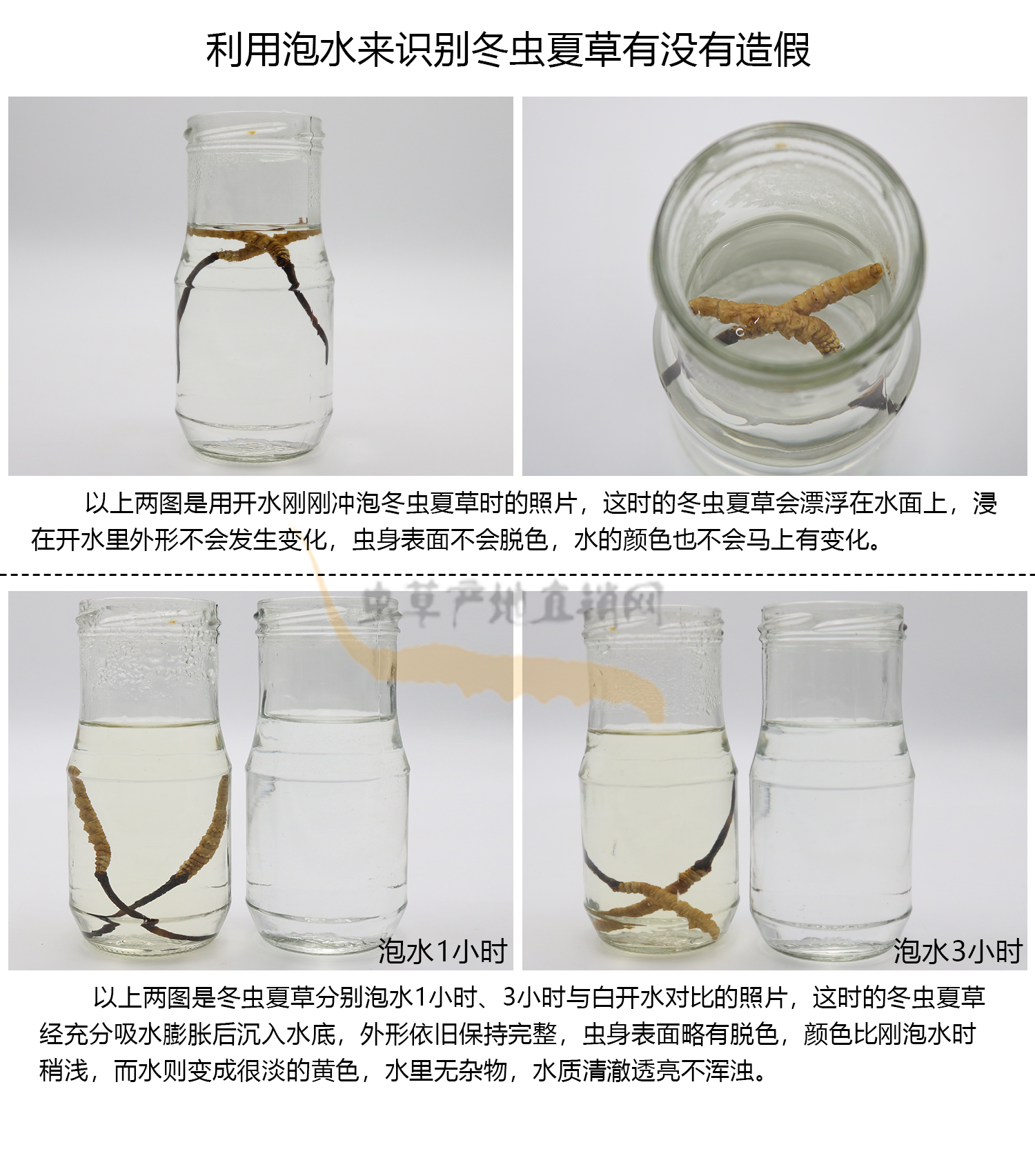 冬虫夏草泡水图,没有作假的冬虫夏草泡出来的水是什么样子,如何通过泡水来识别冬虫夏草有没有作假