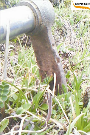冬虫夏草是怎样采挖出来的?藏民发现一根冬虫夏草,准备把冬虫夏草采挖出来
