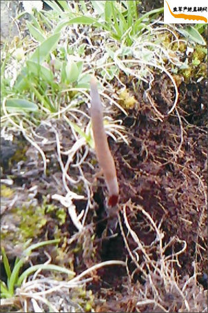 冬虫夏草如何采挖?藏民正在用工具采挖冬虫夏草,挖开土露出了冬虫夏草埋在地下的虫身